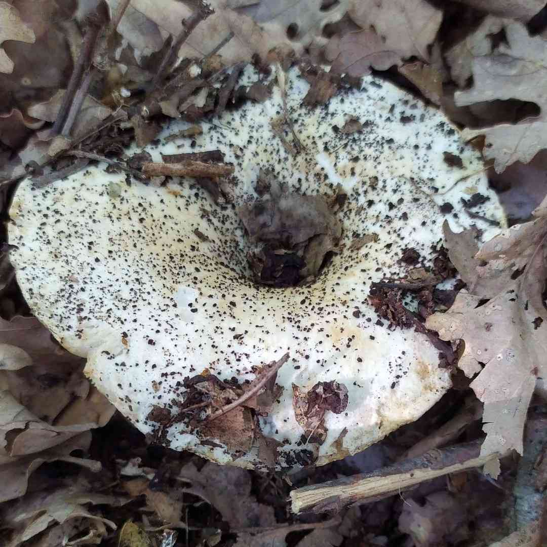 Blue band brittlegill (Russula chloroides) thumbnail 1