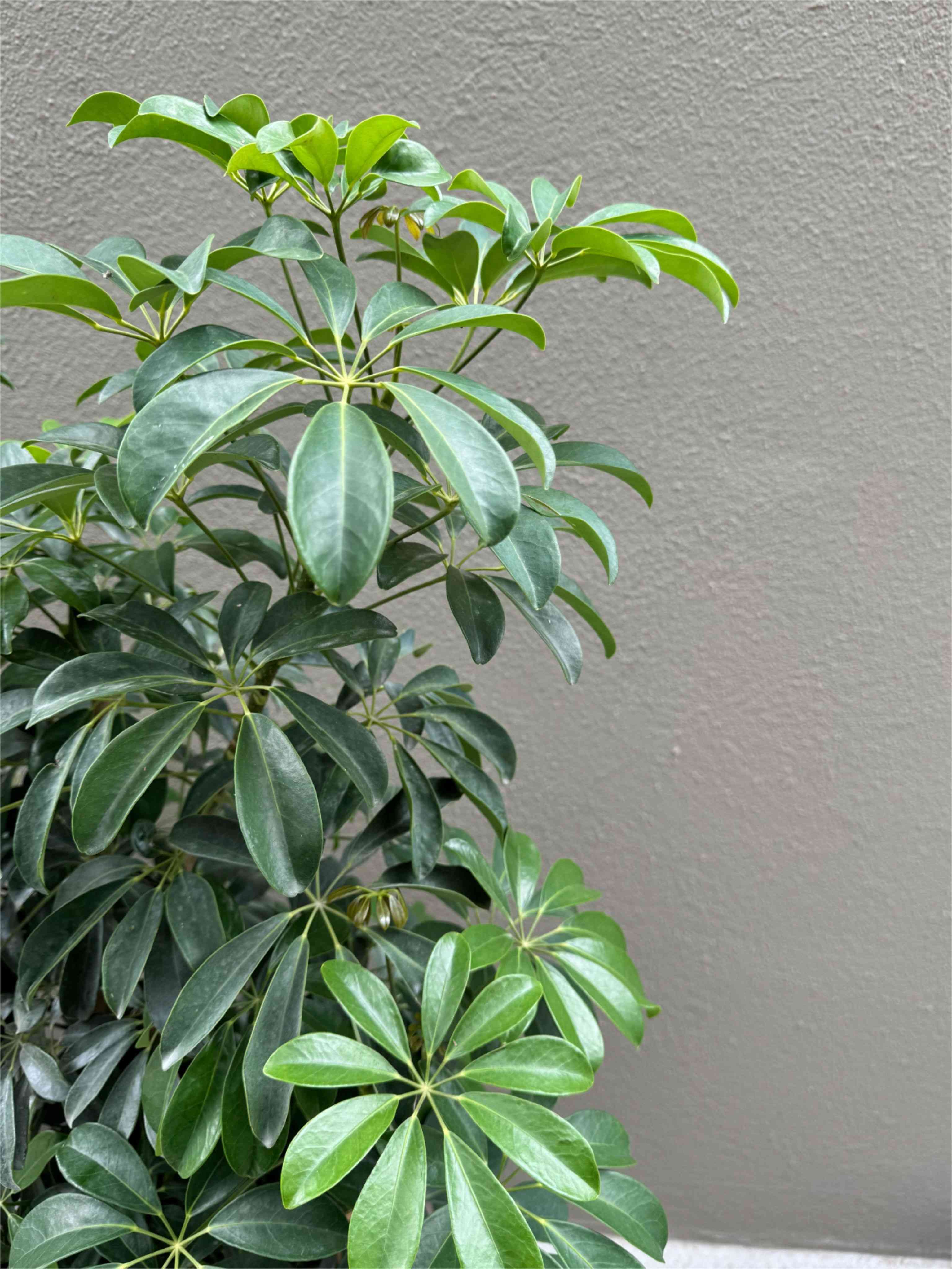 Dwarf umbrella tree