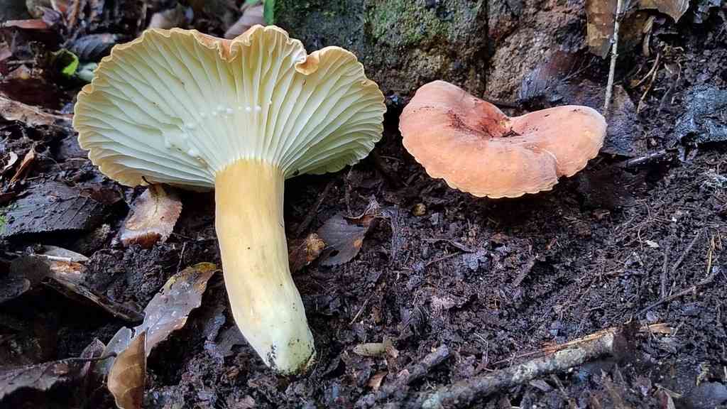 Hygrophorus milky (Lactarius hygrophoroides) thumbnail 3