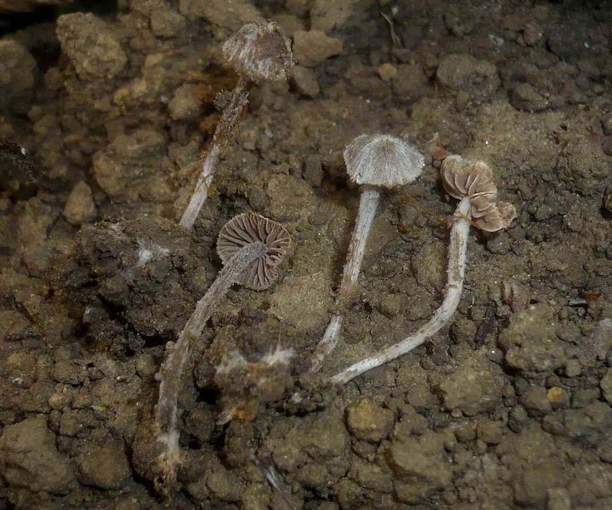 Entoloma dysthaloides (Entoloma dysthaloides) thumbnail 1