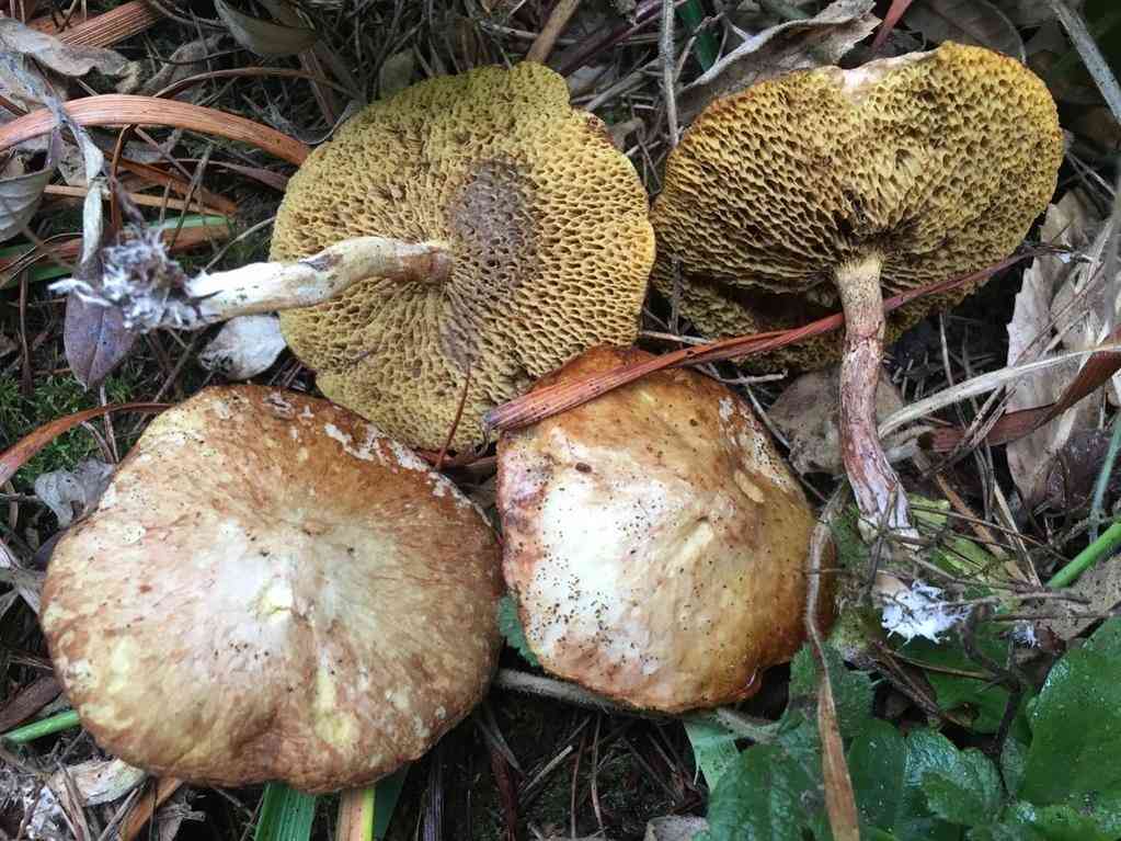 Jellied bolete (Suillus umbonatus) thumbnail 3