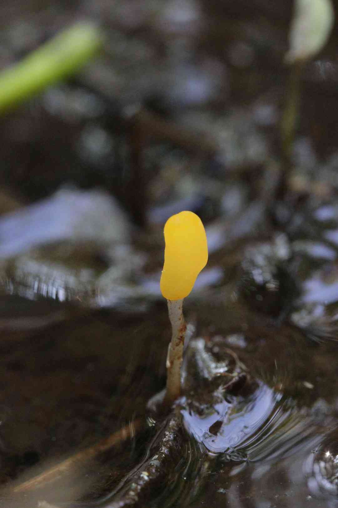 Swamp beacon (Mitrula paludosa) thumbnail 3