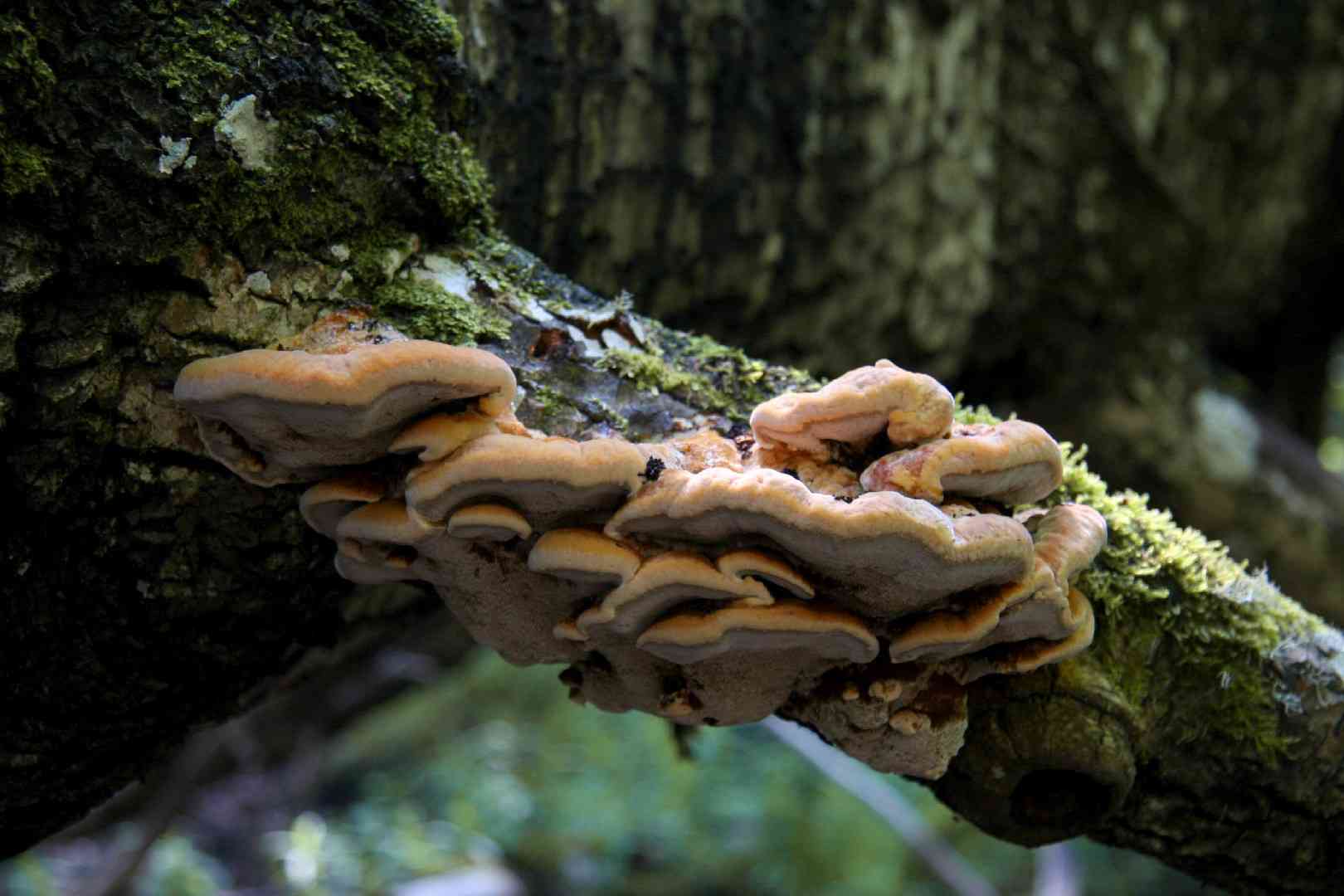 Inocutis rheades (Inocutis rheades) thumbnail 3
