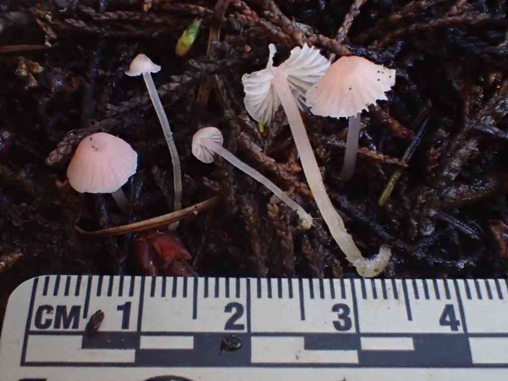 Scarlet bonnet (Atheniella adonis) thumbnail 2