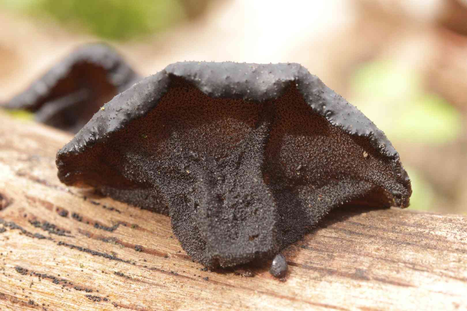 Black witches' butter