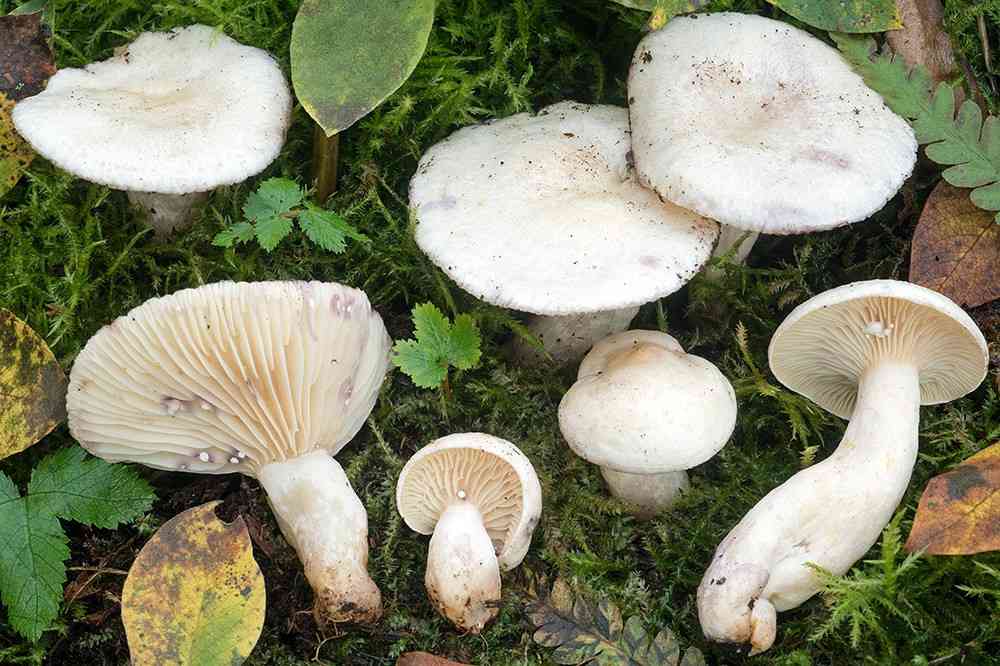 Willow milkcap (Lactarius aspideus) thumbnail 3