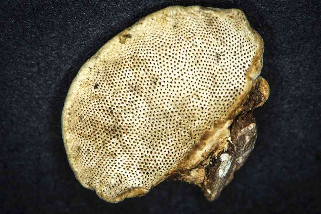 Perenniporia ohiensis (Perenniporia ohiensis) thumbnail 3