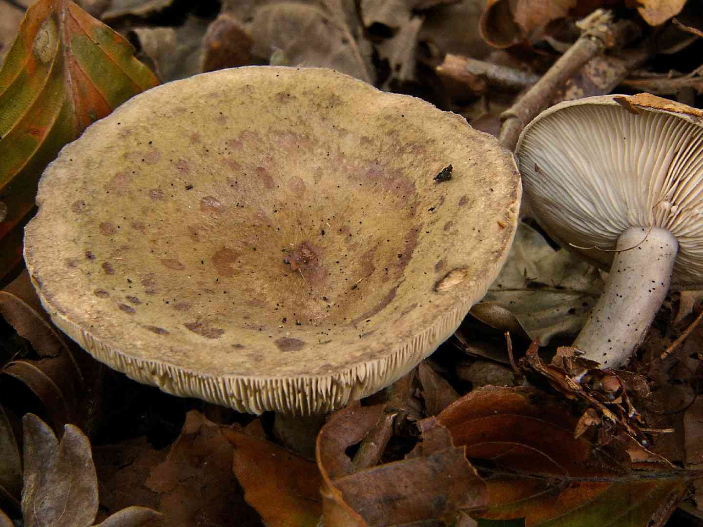 Slimy milkcap (Lactarius blennius) thumbnail 3
