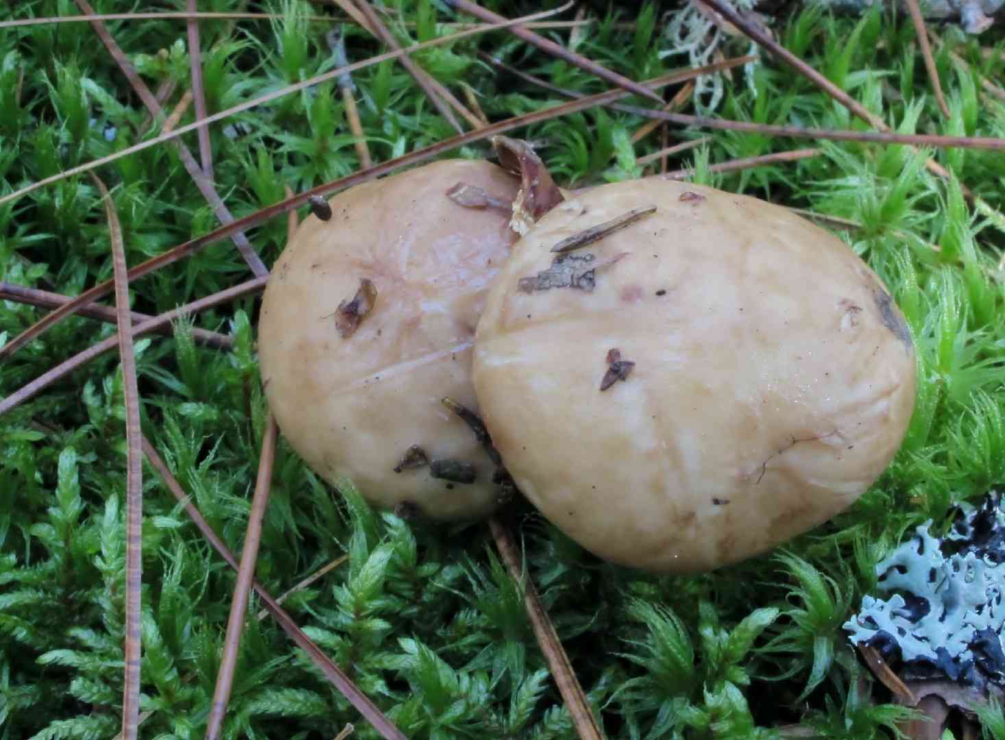 Suillus glandulosipes (Suillus glandulosipes) thumbnail 2