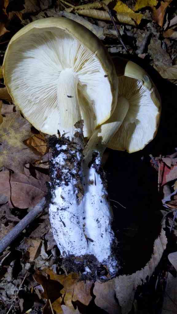 Elm oyster (Hypsizygus ulmarius) thumbnail 3