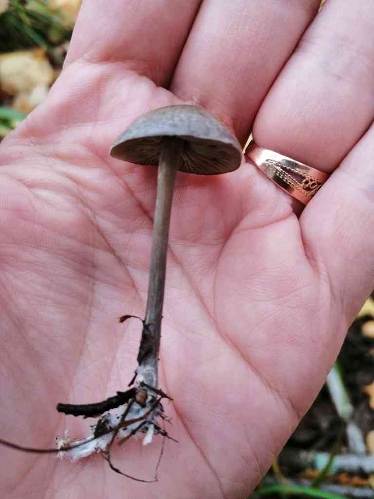 Rancid greyling (Tephrocybe rancida) thumbnail 2
