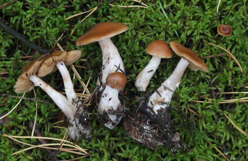 Cortinarius armeniacus (Cortinarius armeniacus) thumbnail 3