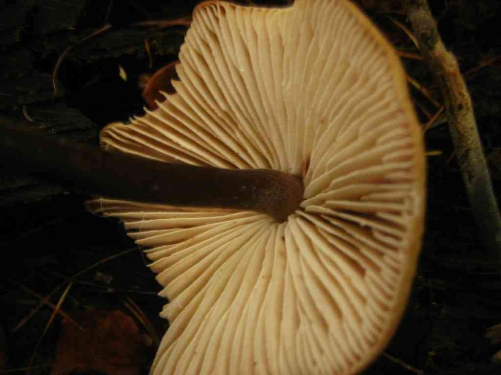 Garlic parachute (Mycetinis alliaceus) thumbnail 2