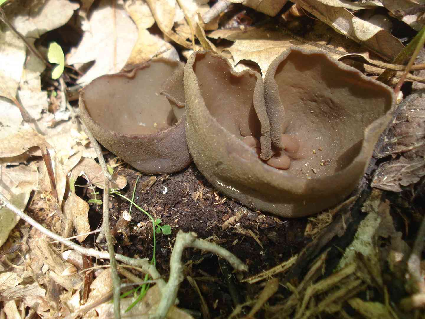 Common brown cup (Peziza phyllogena) thumbnail 1