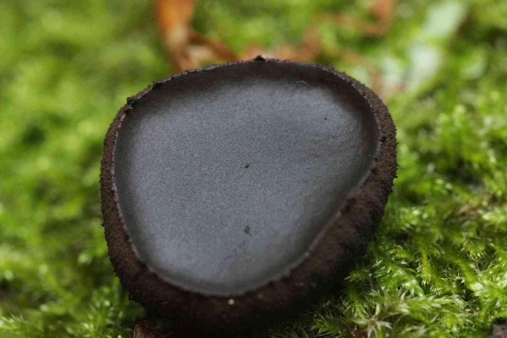 Black bulgar (Bulgaria inquinans) thumbnail 3