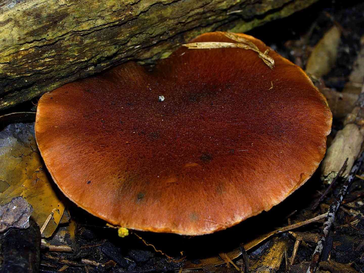 Magenta rustgill (Gymnopilus dilepis) thumbnail 3