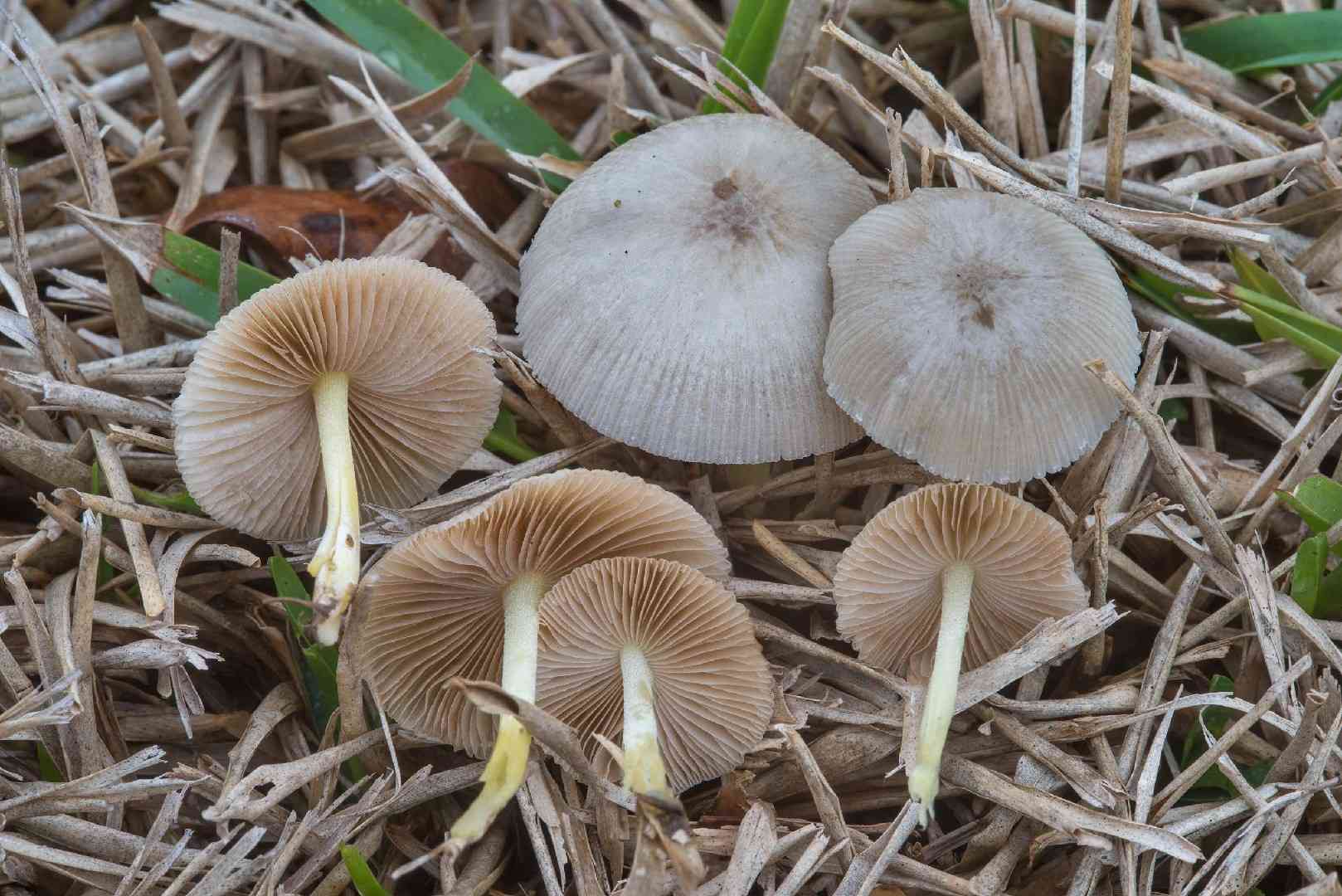 Netted fieldcap