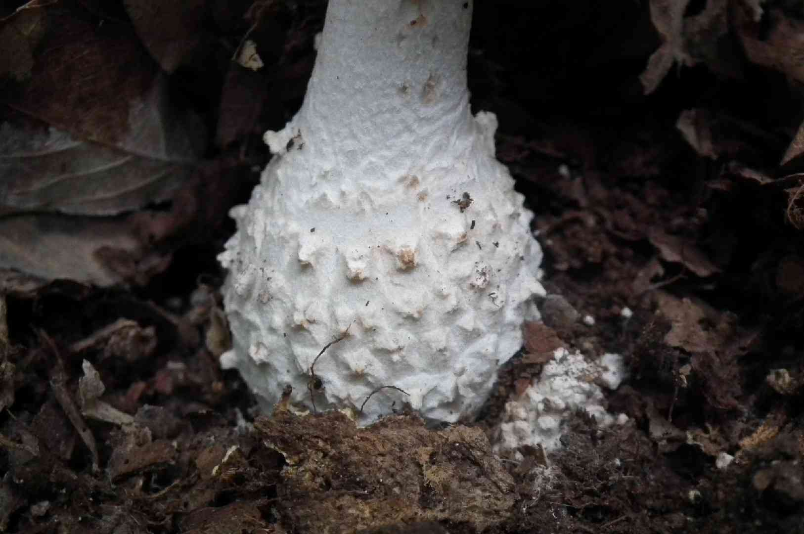Solitary amanita (Amanita echinocephala) thumbnail 3