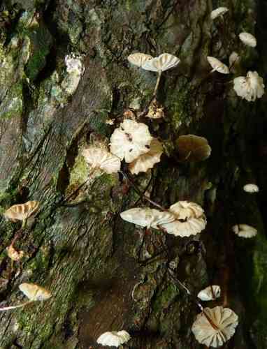 Pinwheel mushroom (Marasmius rotula) thumbnail 2