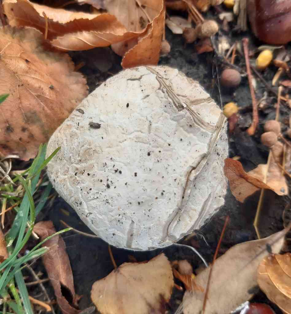 Calvatia lilacina (Calvatia lilacina) thumbnail 2