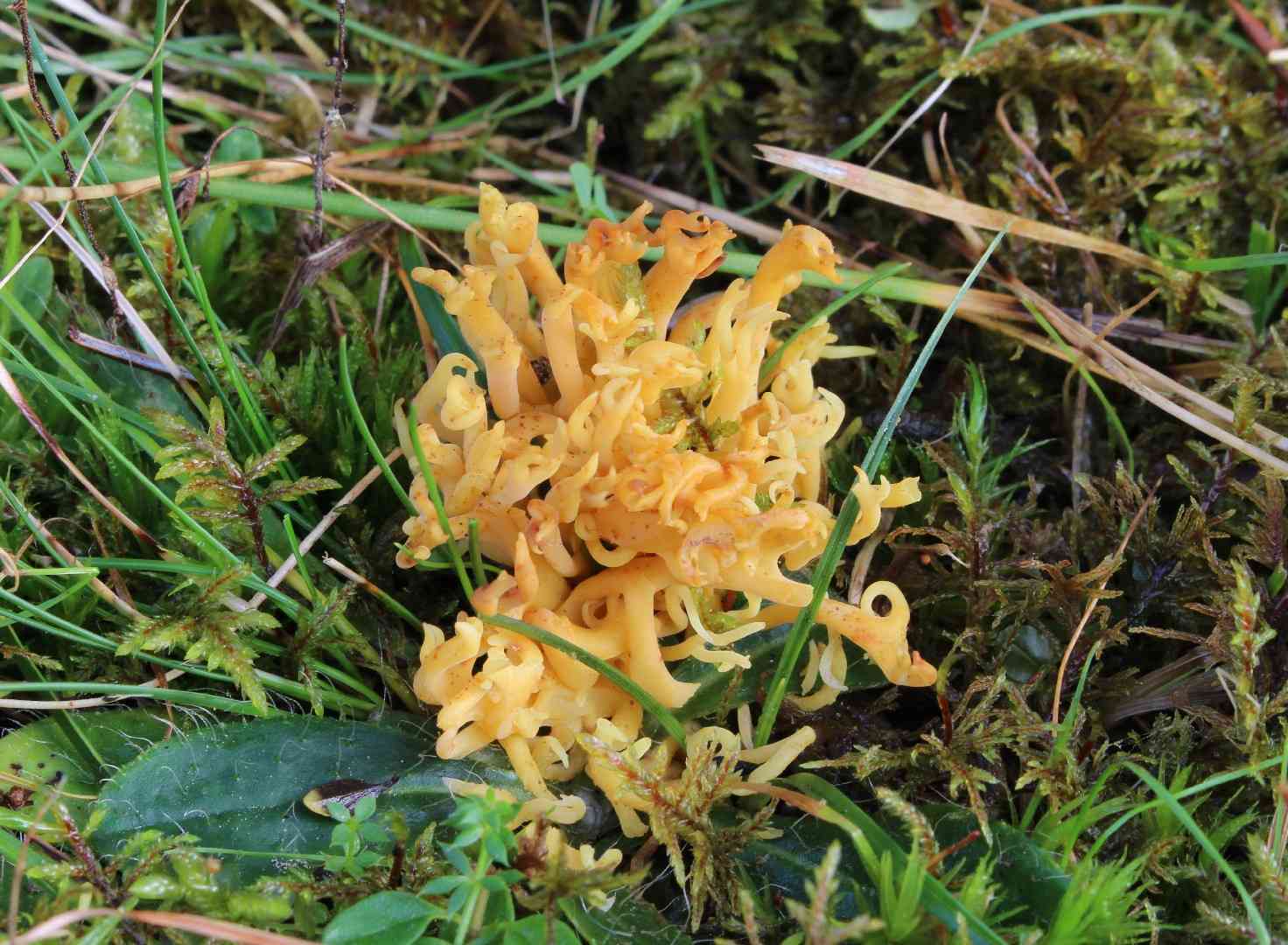 Meadow coral fungus