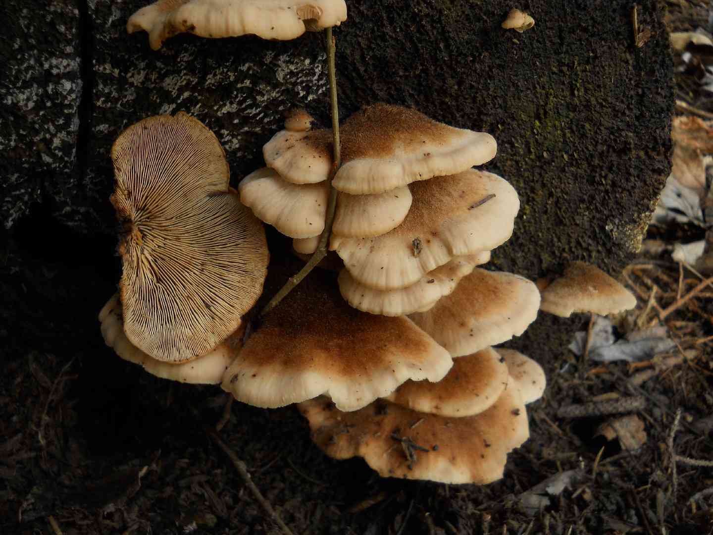 Bear lentinus (Lentinellus ursinus) thumbnail 3