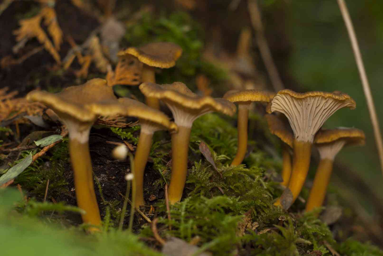 Yellow foot (Craterellus lutescens) thumbnail 3