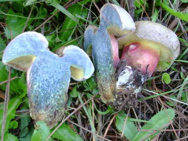 Caloboletus inedulis (Caloboletus inedulis) thumbnail 1