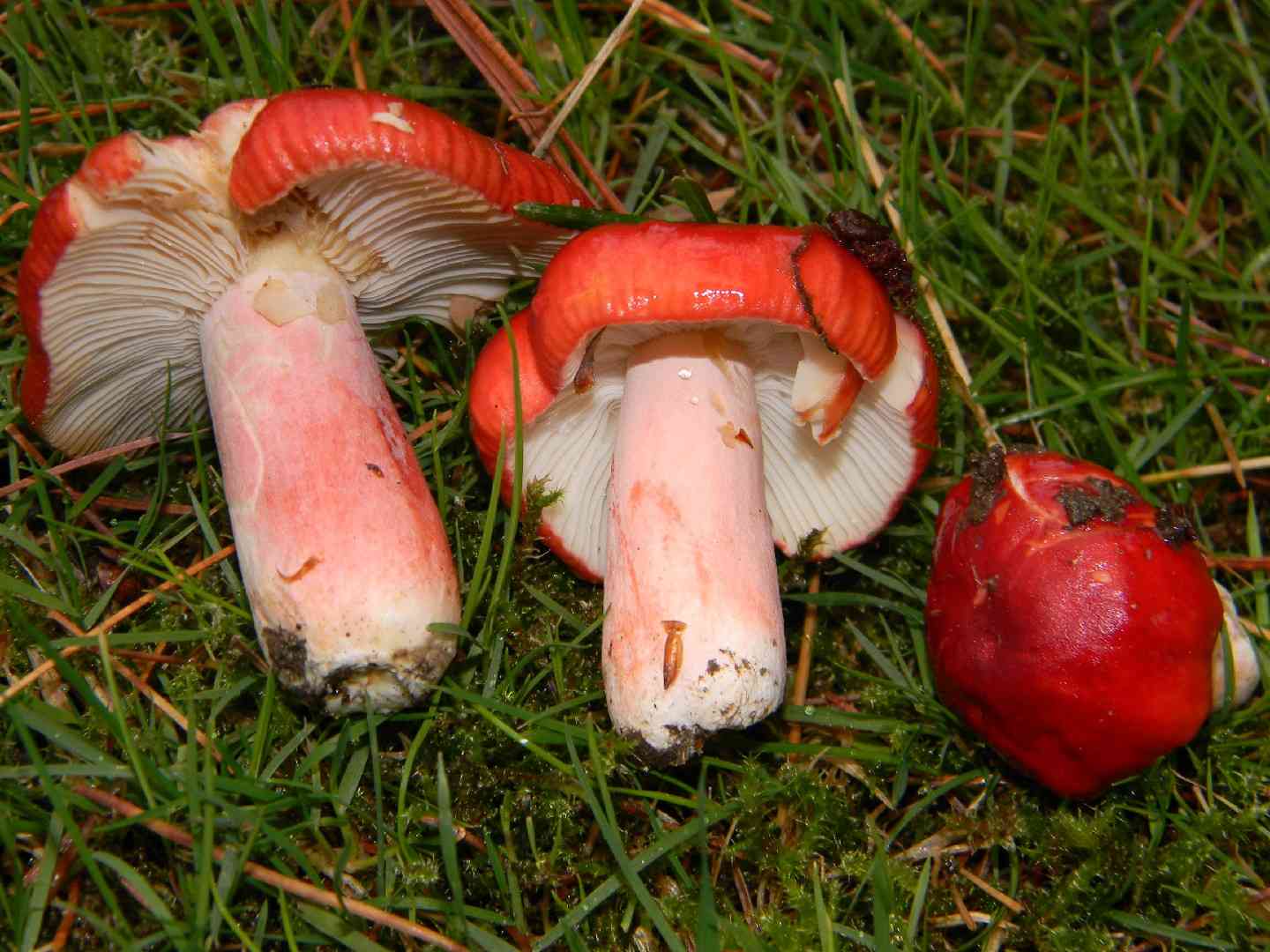 Rosy russula (Russula sanguinea) thumbnail 3