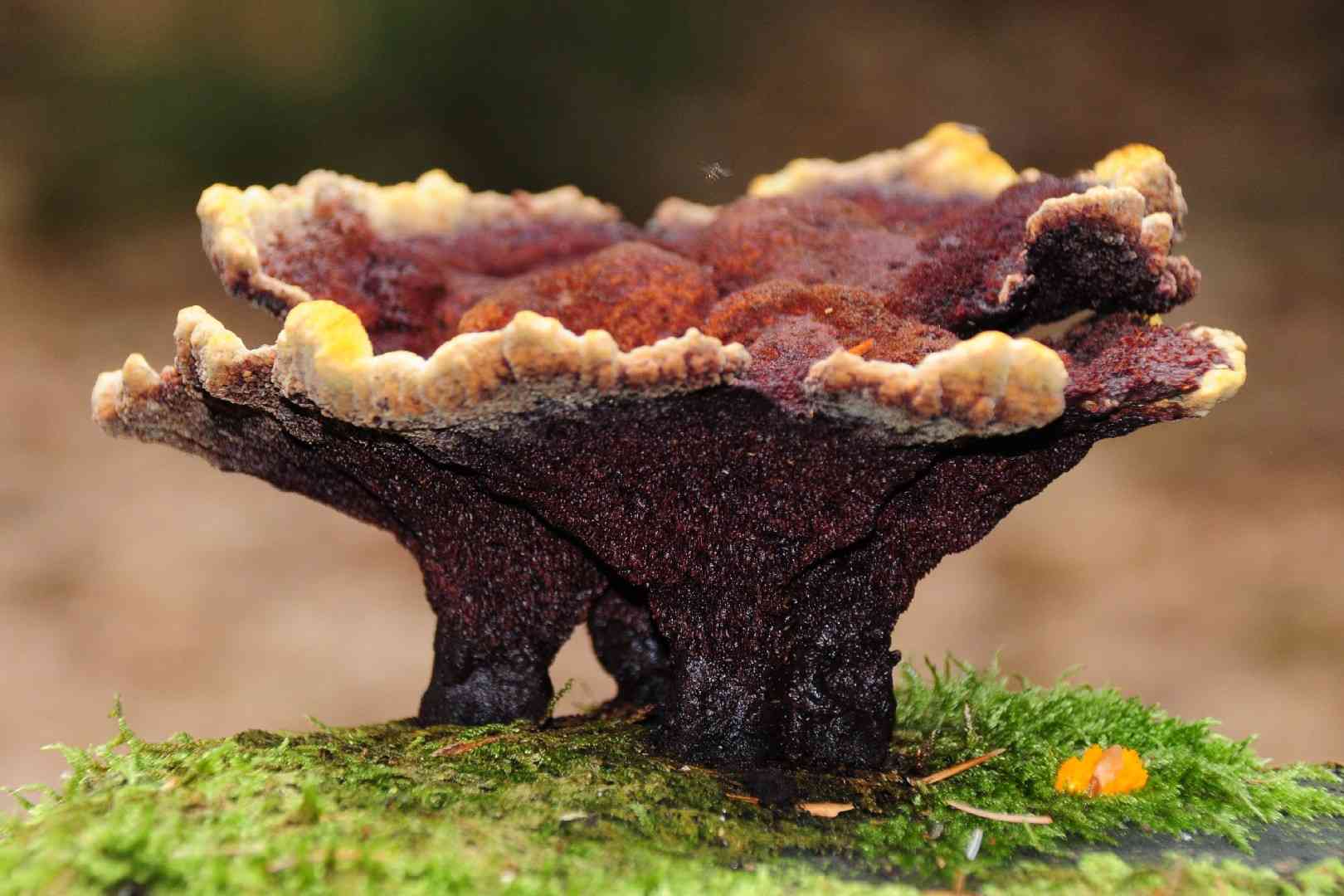 Dyer's polypore