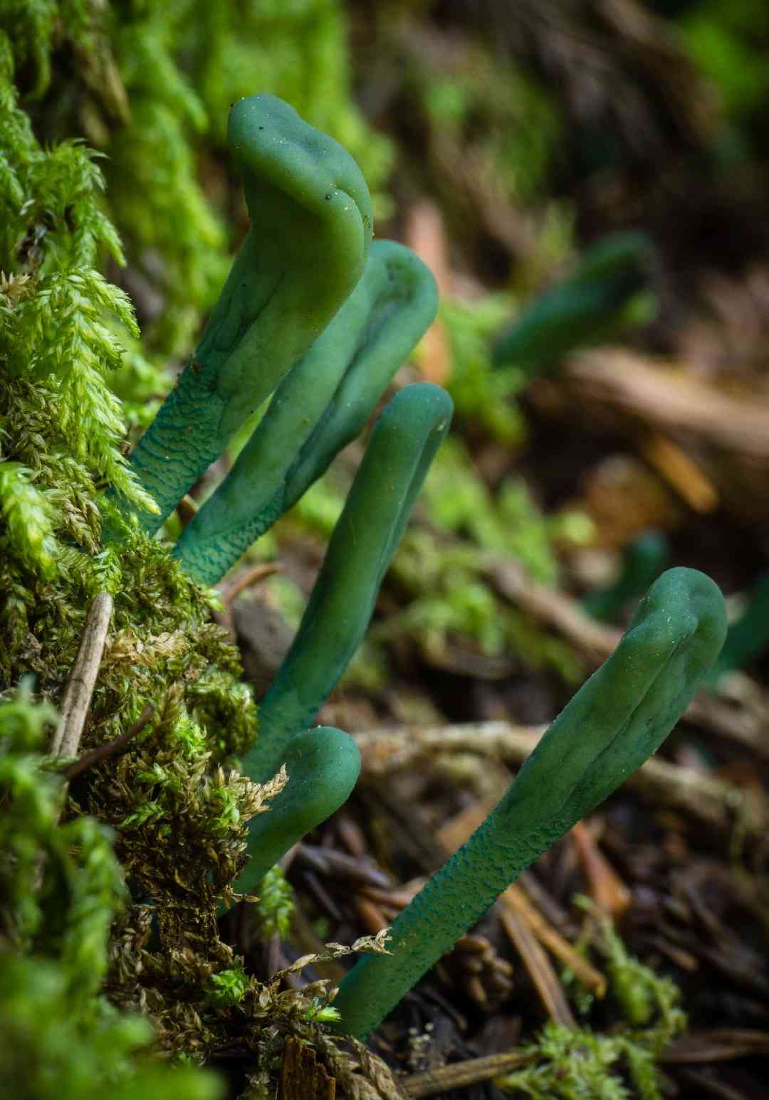 Green earth tongues