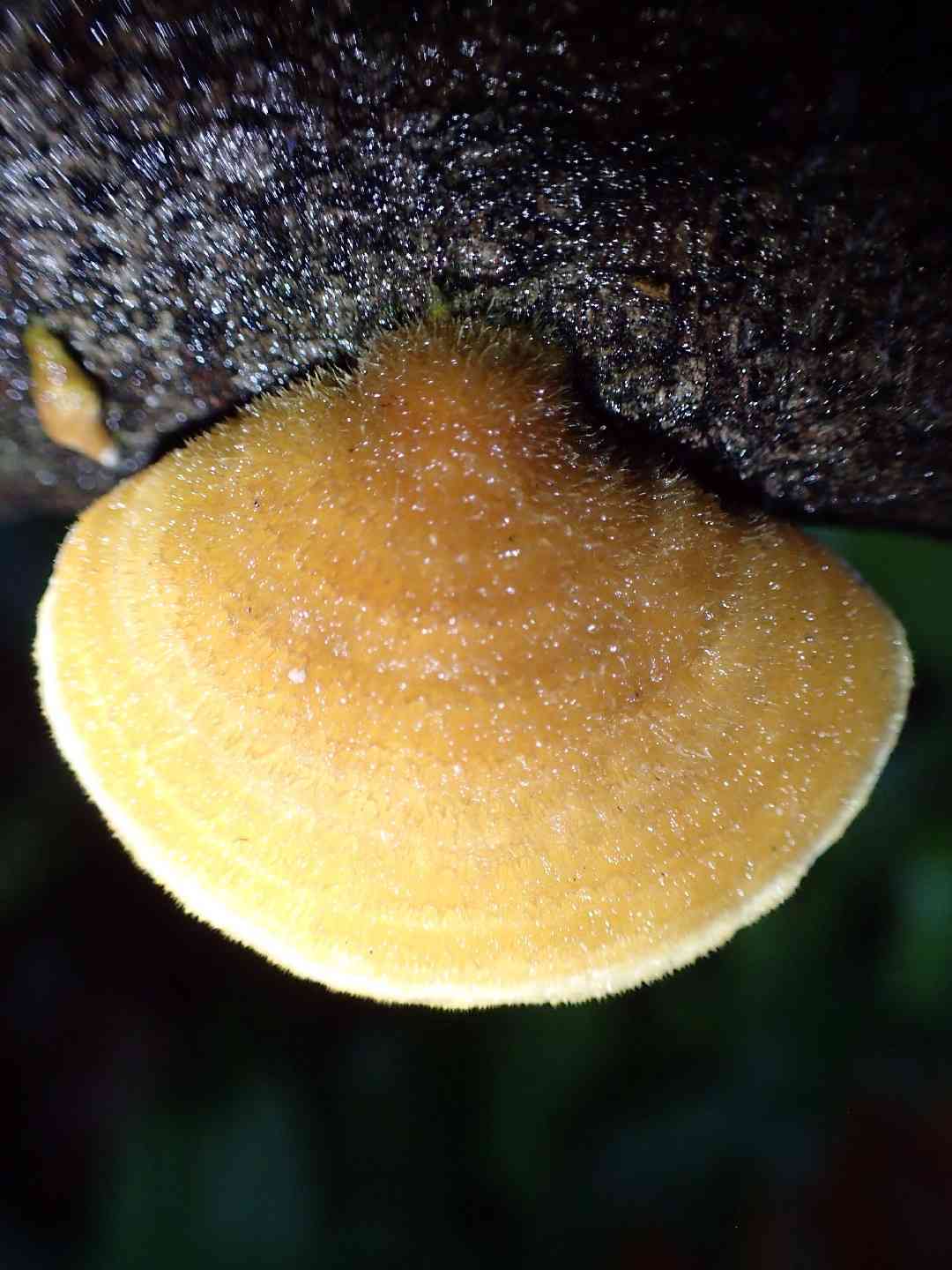 Trametes polyzona (Trametes polyzona) thumbnail 2