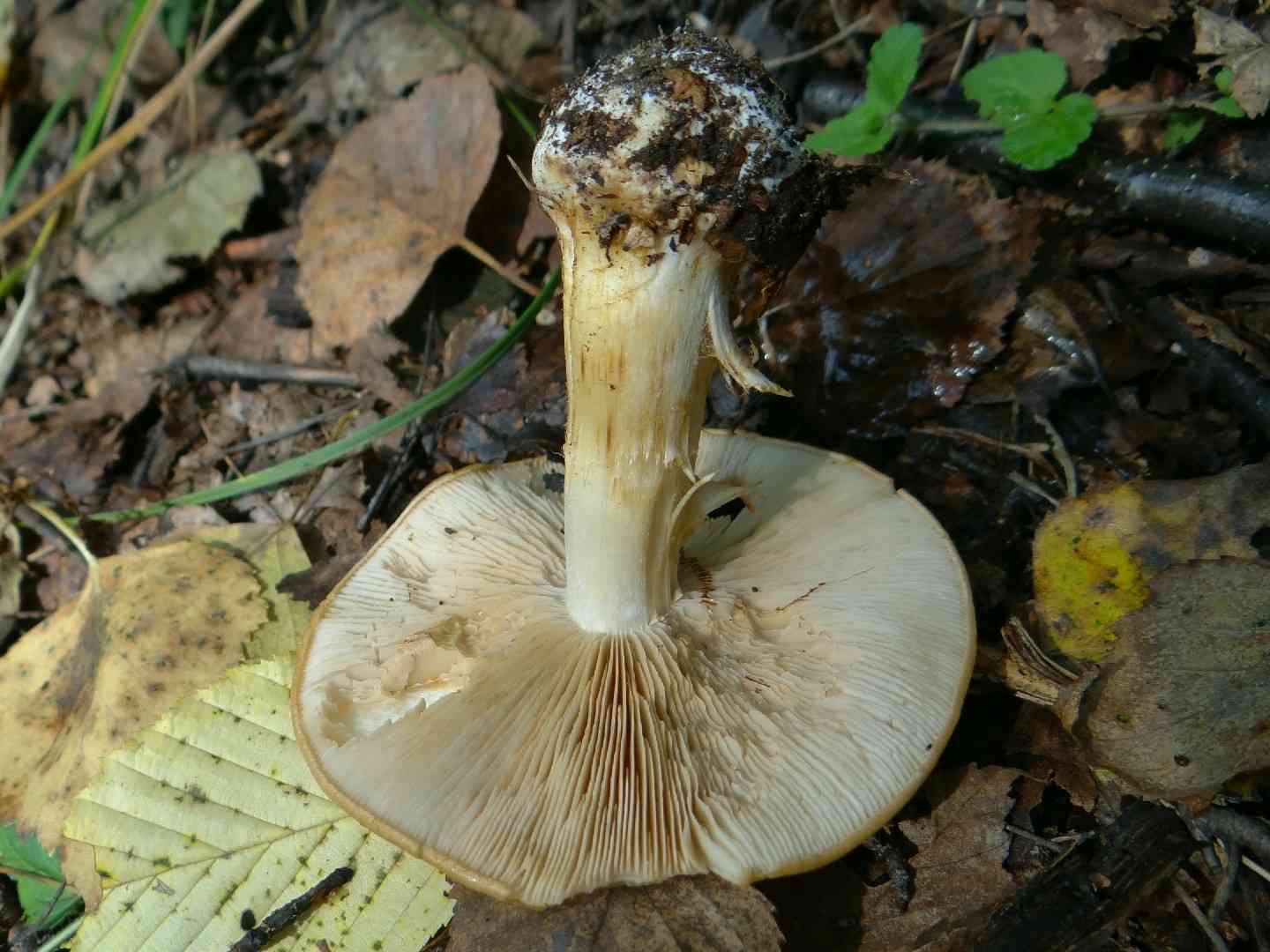 Cortinarius percomis (Cortinarius percomis) thumbnail 2