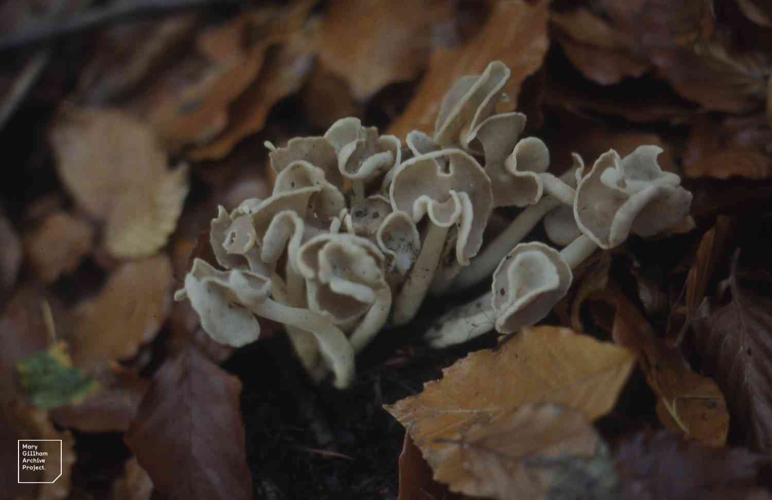 Flexible lorchel (Helvella elastica) thumbnail 1