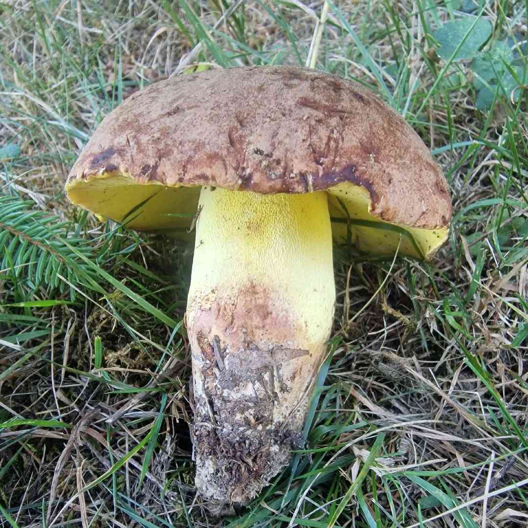 Oak bolete
