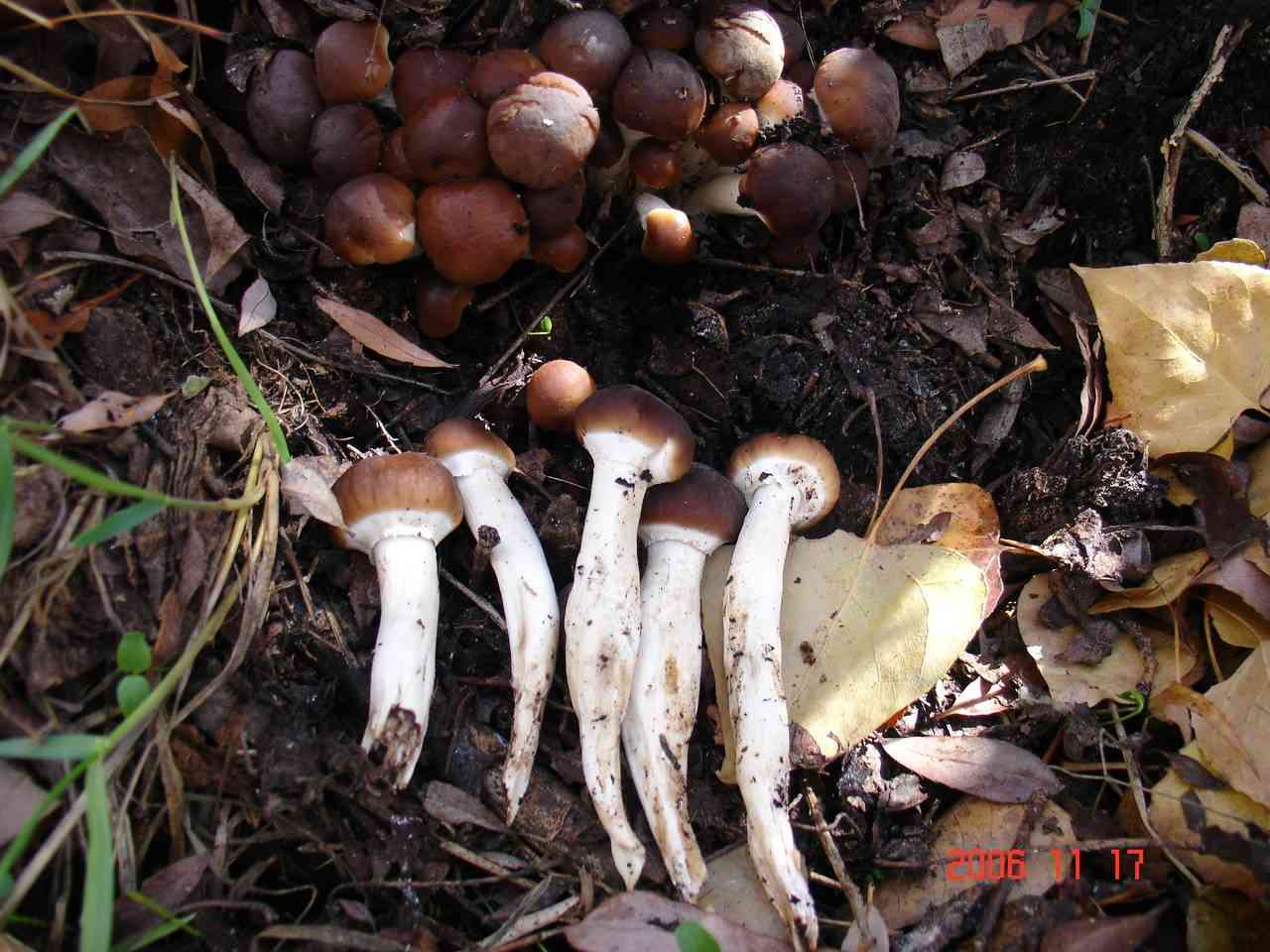 Poplar fieldcap (Cyclocybe cylindracea) thumbnail 2