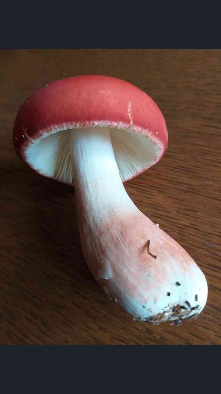 Rosy russula