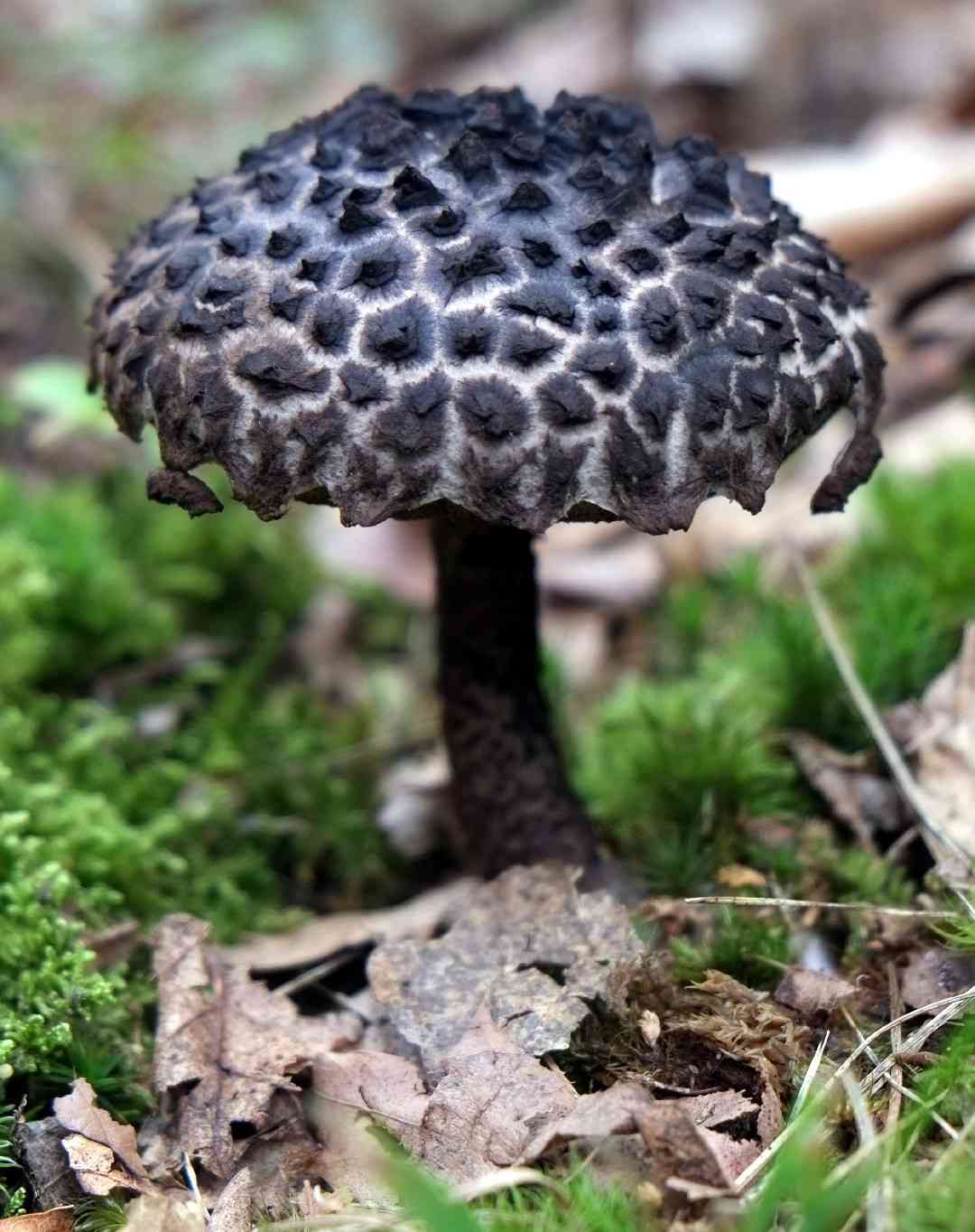 Old man of the woods