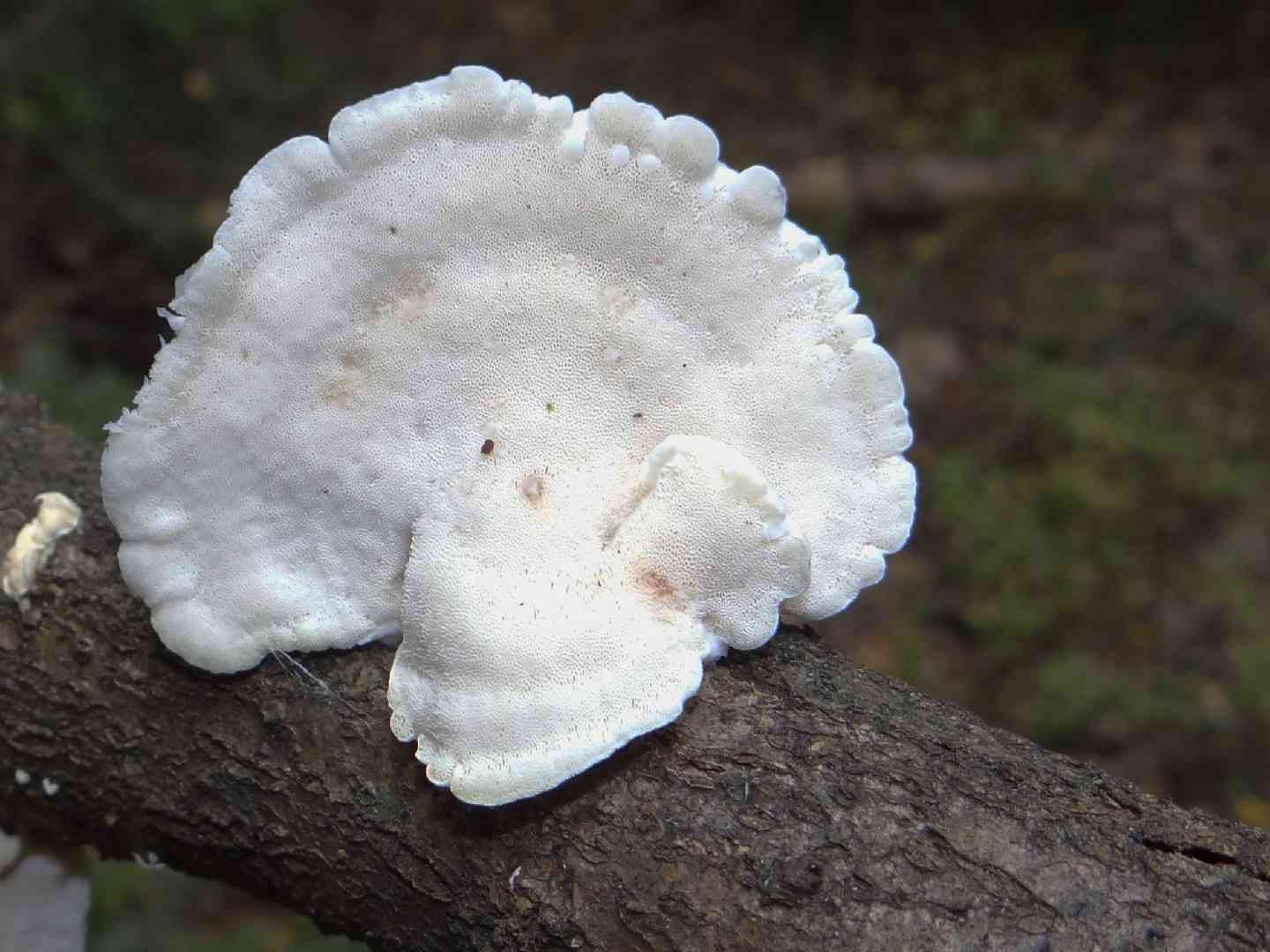 White cheese polypore