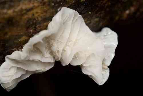 Campanella tristis (Campanella tristis) thumbnail 1
