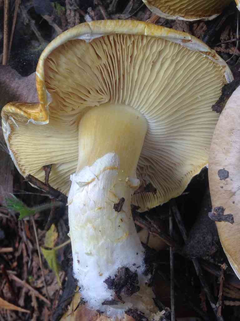 Floccularia Albolanaripes (Floccularia albolanaripes) thumbnail 2