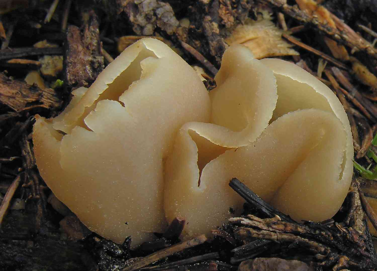 Blistered cup (Peziza vesiculosa) thumbnail 1