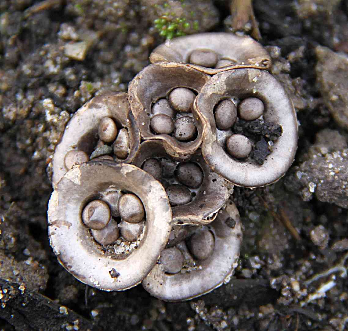 Field bird's-nest
