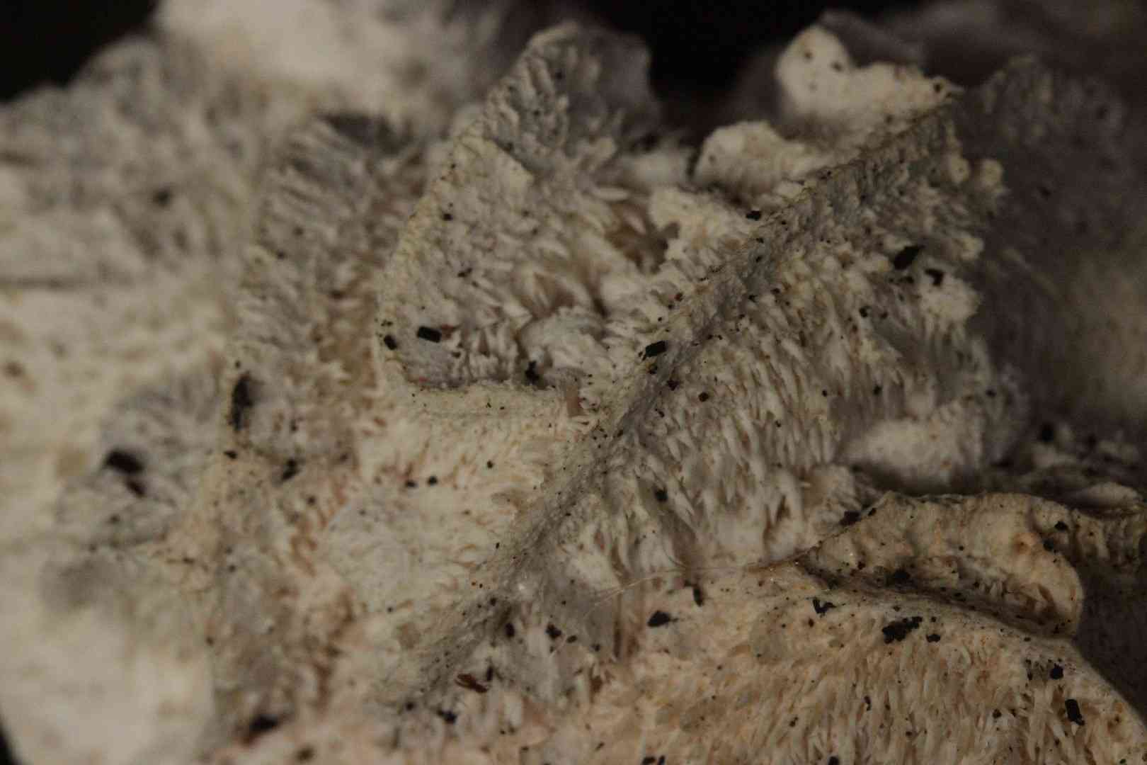 Tiered tooth fungus (Hericium cirrhatum) thumbnail 2