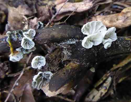 Campanella tristis (Campanella tristis) thumbnail 3