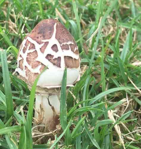 False parasol (Chlorophyllum molybdites) thumbnail 2
