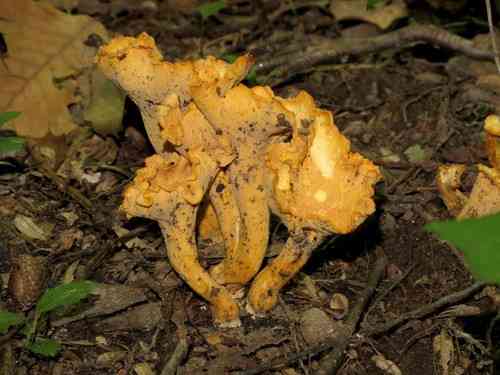Smooth chanterelle (Cantharellus lateritius) thumbnail 3
