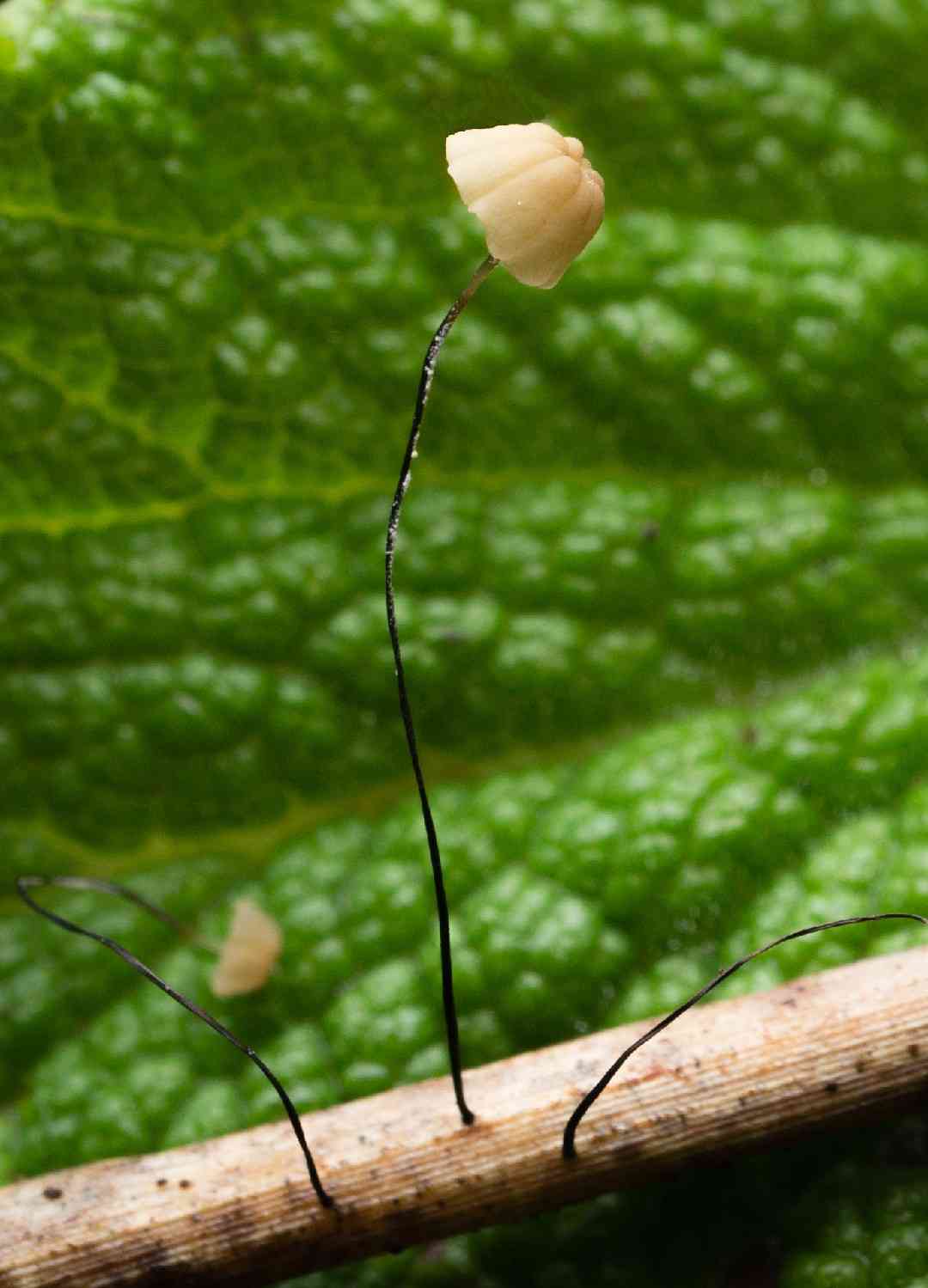 Marasmius limosus