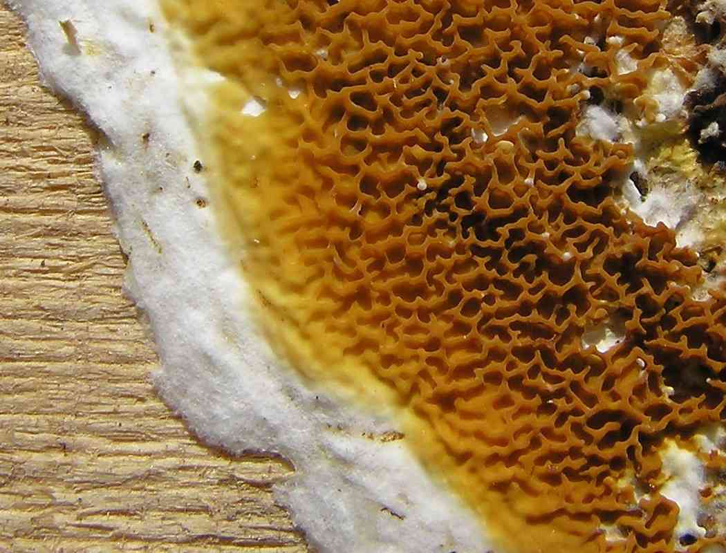 Dry rot (Serpula lacrymans) thumbnail 1