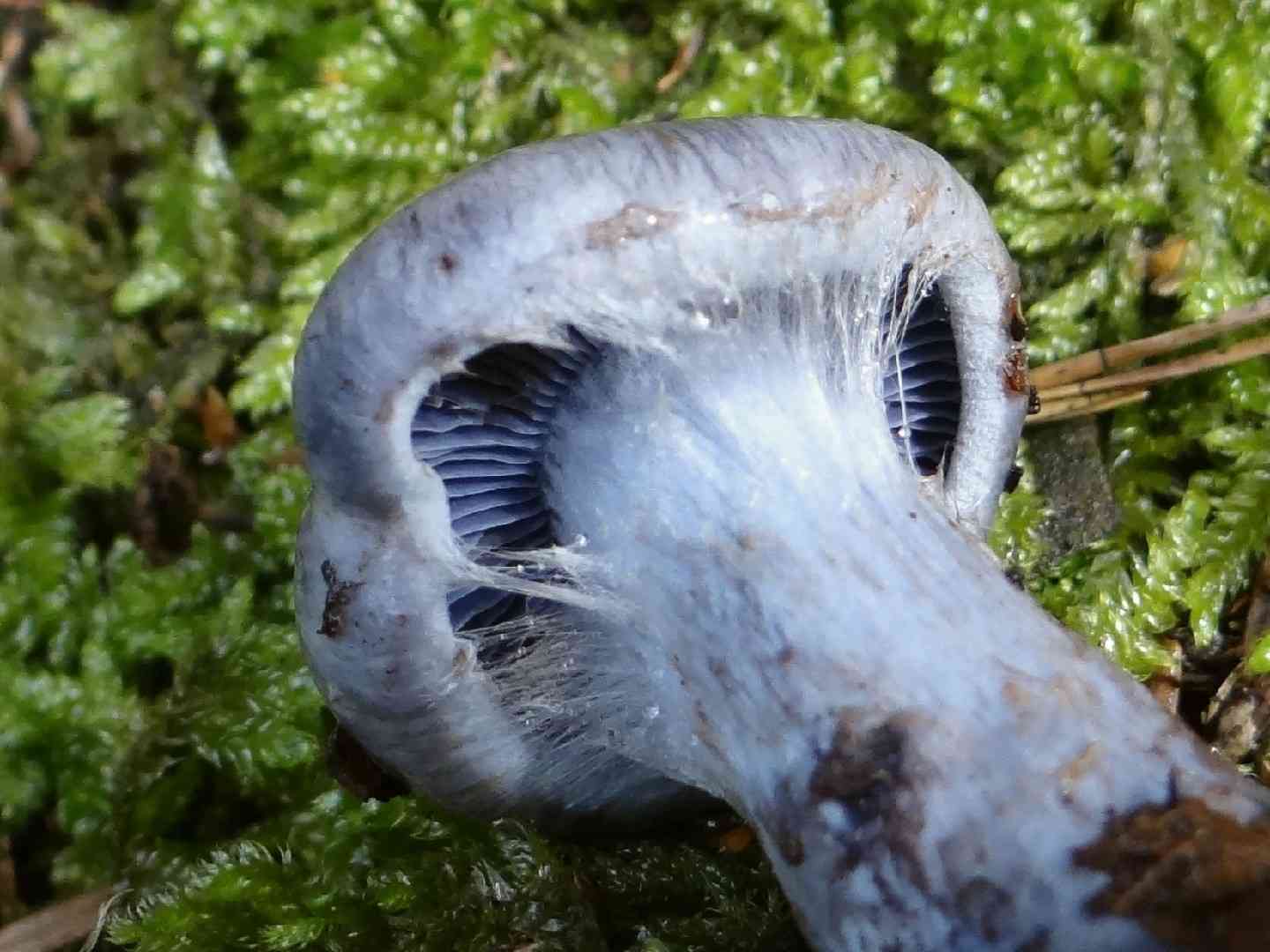 Mealy bigfoot webcap (Cortinarius caerulescens) thumbnail 2